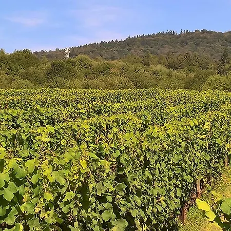 Gasthof An Den Weinbergen Walluf